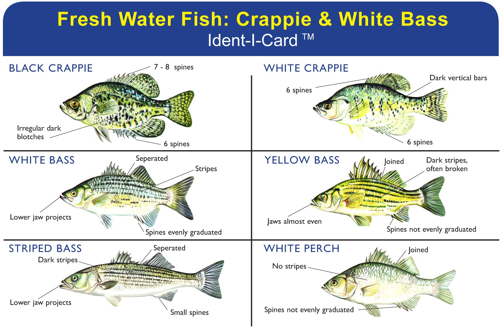 Express Yourself Crappie & White Bass Ident-I-Card front shows six species illustrations for quick field ID.