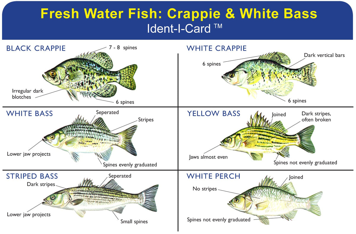 Express Yourself Crappie & White Bass Ident-I-Card front shows six species illustrations for quick field ID.