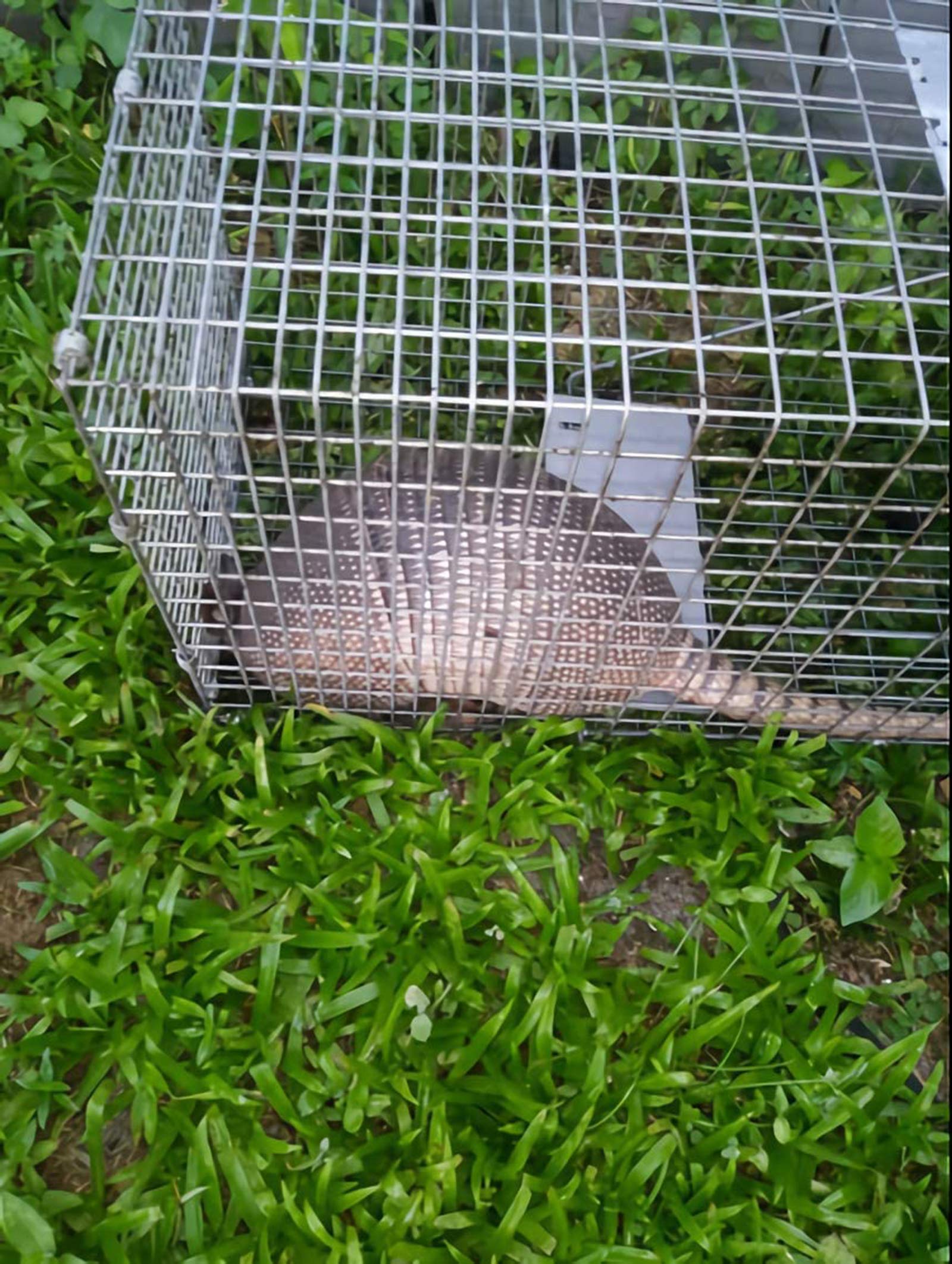 Faicuk bait placement near rear trigger for effective trapping