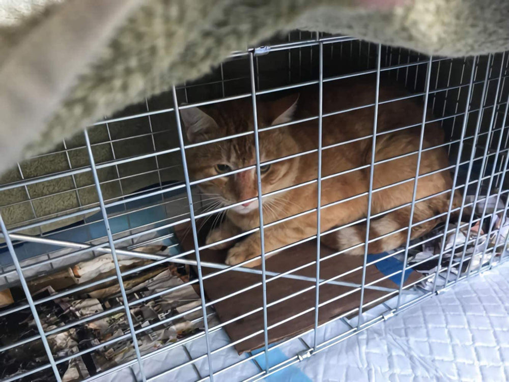 Faicuk cage trap wide animal compatibility for raccoon opossum cat rabbit