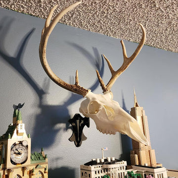 FANYUN skull hanger for bear displays with reliable support.
