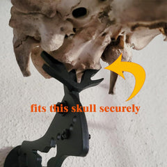 Secure wall display for deer, bear, or alligator skulls with durable mount