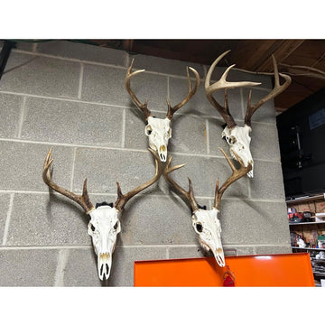 Heavy-duty bracket supports a wide range of skull sizes