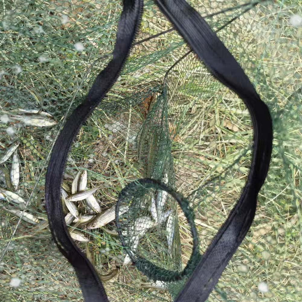 Minnows and other small bait fish caught in green mesh traps