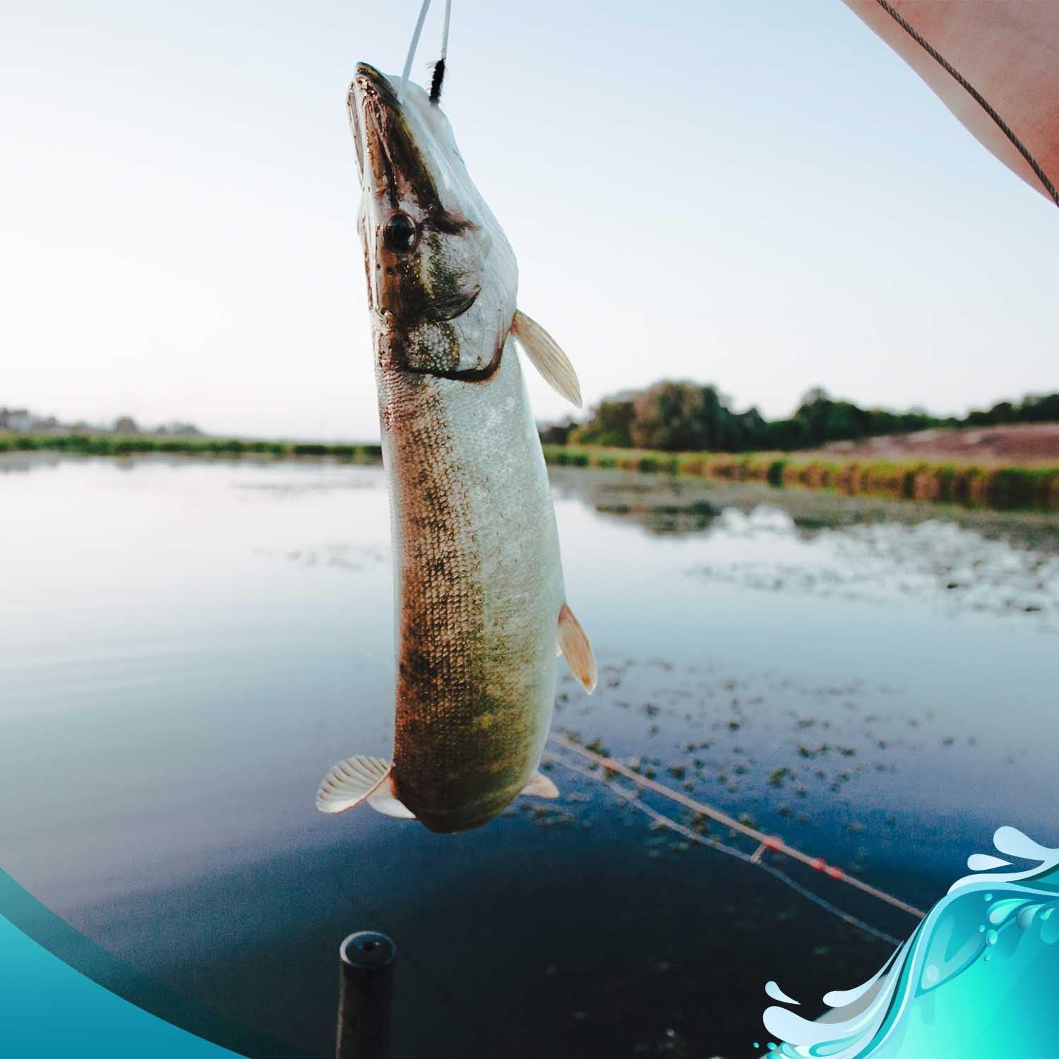 Feeder Creek fly fishing basics ebook included to boost technique and setup