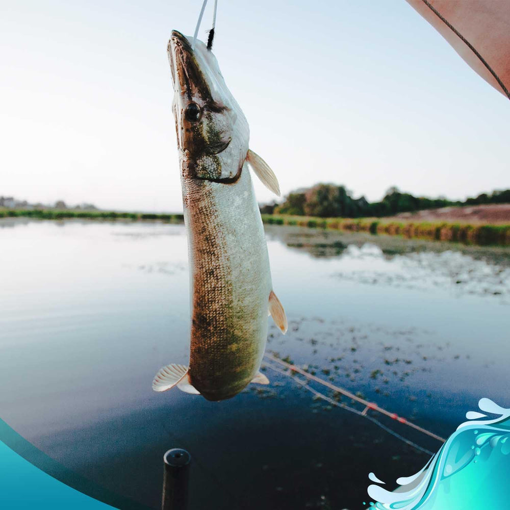 Feeder Creek fly fishing basics ebook included to boost technique and setup