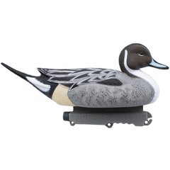 Final Approach Last Pass Floating Pintail decoy in water shows lifelike posture for convincing spreads