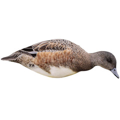 Final Approach Last Pass Wigeon drake feeder decoy; durable coroplast for field use.