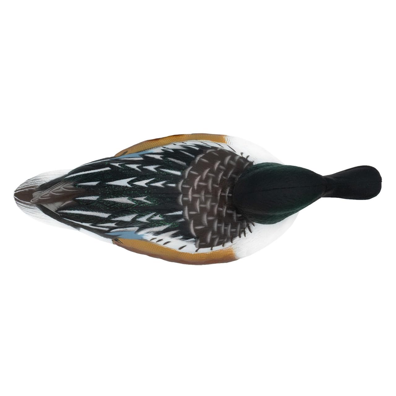 Final Approach Live Floating Northern Shovelers green pack front view on calm water.