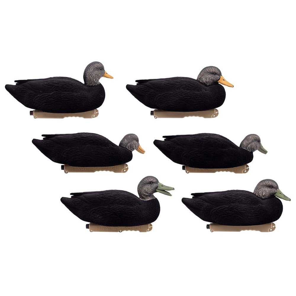Final Approach live flocked black duck decoys on water ready to attract ducks.