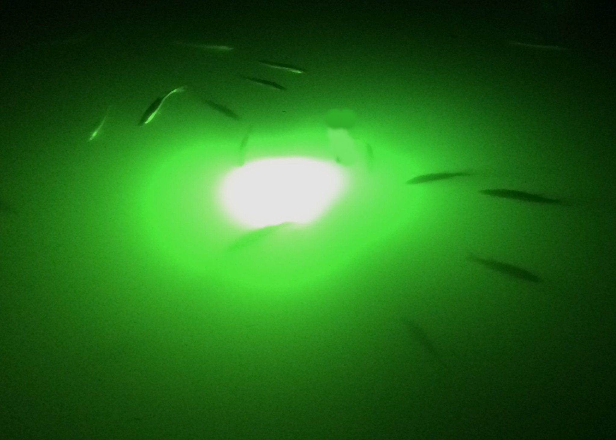 Fire Water Marine MAXX uses bright 5730 LEDs for dense green glow