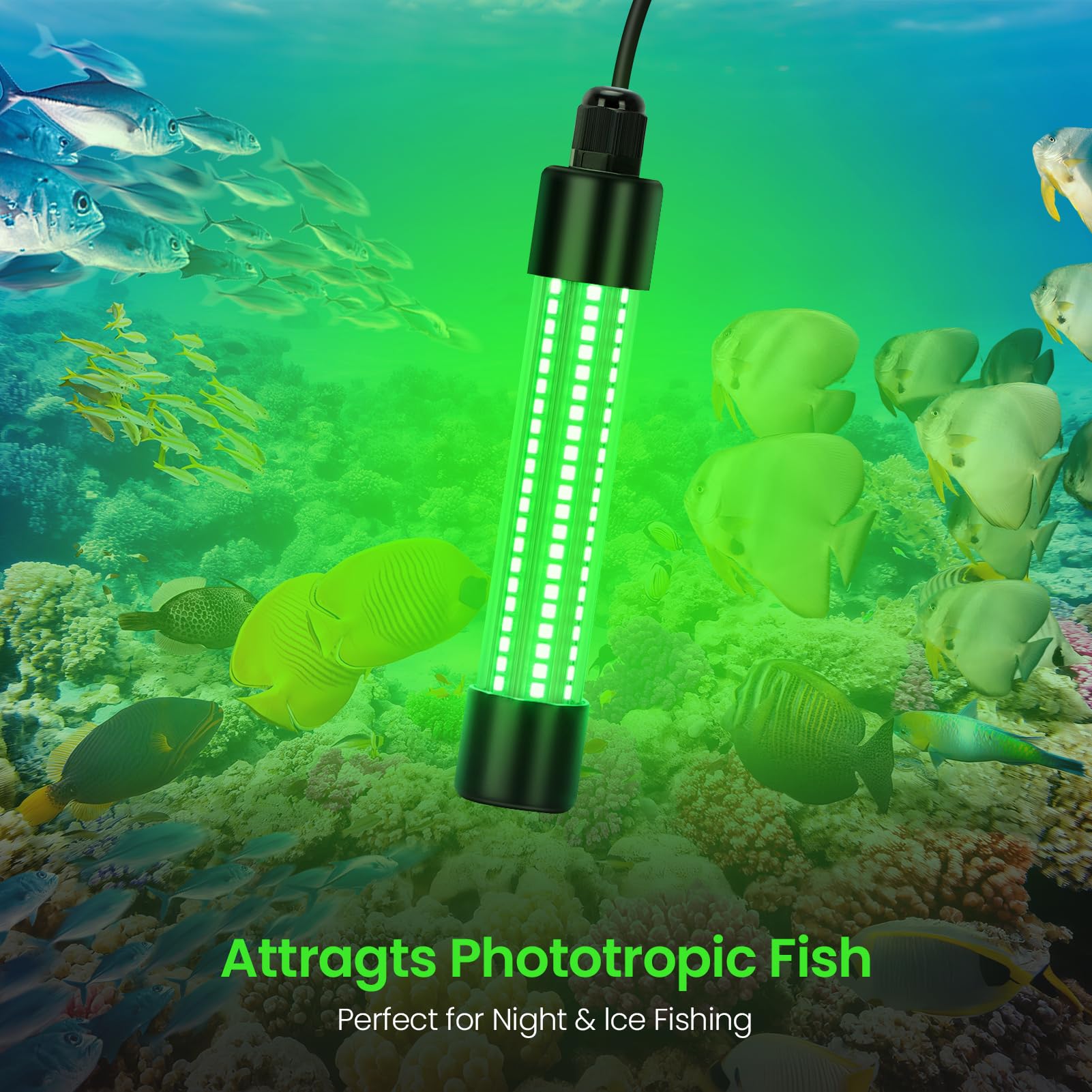 Green fishing light attracts various fish species