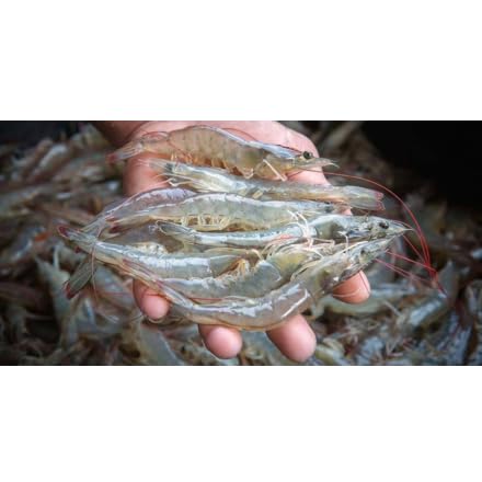 Close-up of bait tank with FISH KRACK solution