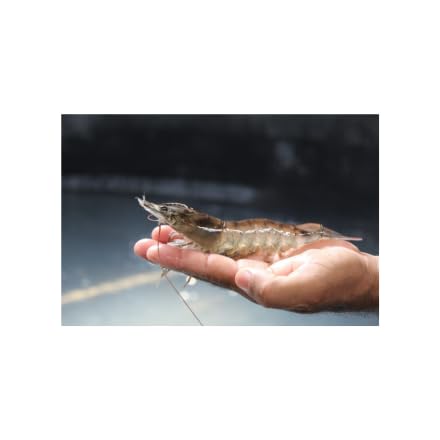 Increased lifespan and reduced stress in fish using FISH KRACK