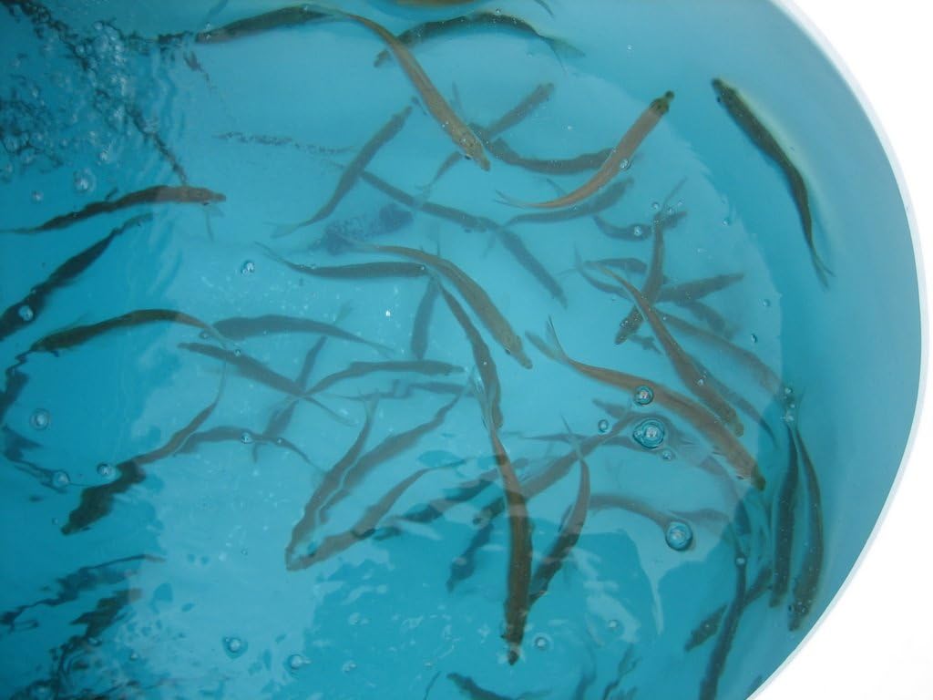 FISH KRACK applied in a minnow bucket setup.