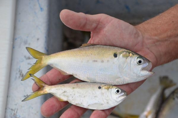 Livewell filled with water treated by FISH KRACK showing oxygen boost.
