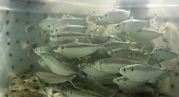 Water with elevated salinity and oxygen thanks to FISH KRACK.