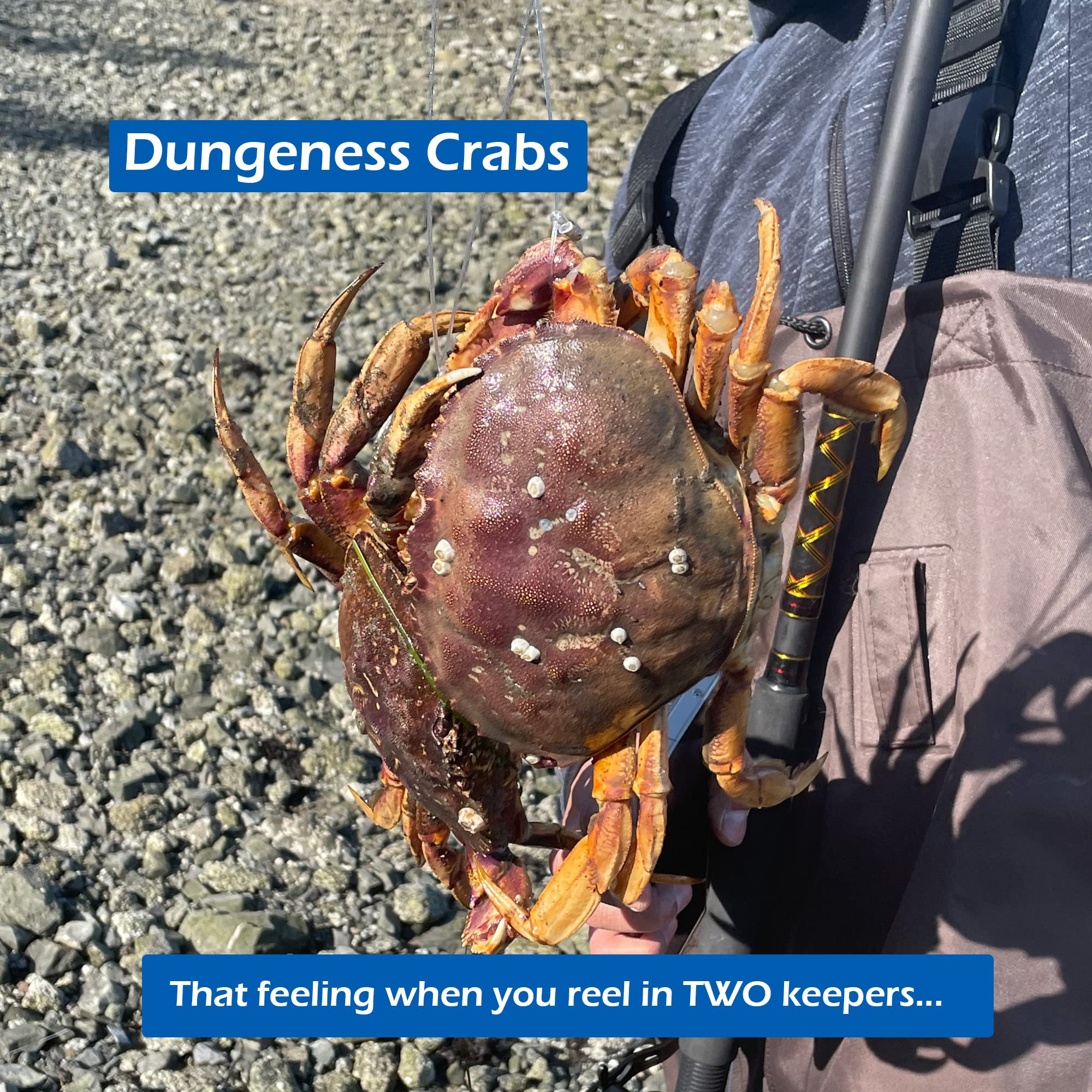 Fishernomics crab snare in casting position showing long bait retention