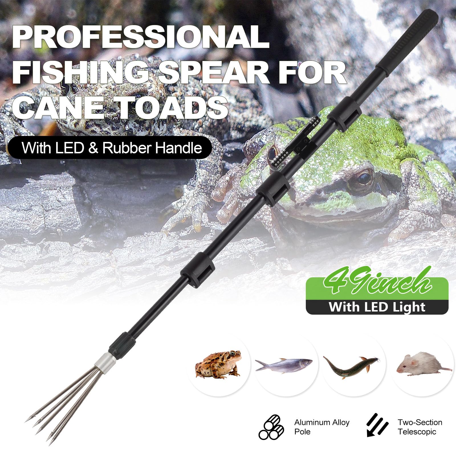 Multi-tooth harpoon spear ready for cane toads