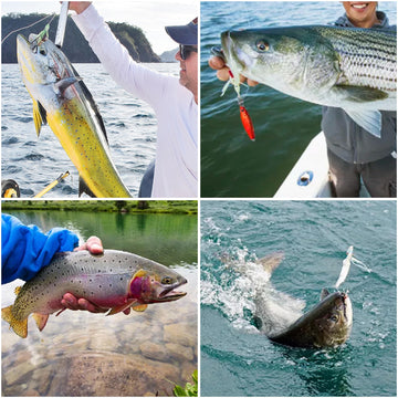 Bottom and surf fishing applications for 12-pack leaders
