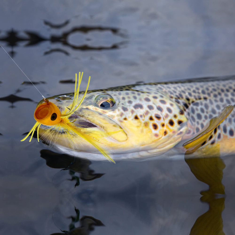 Close-up of panfish bass salmon trout popper flies