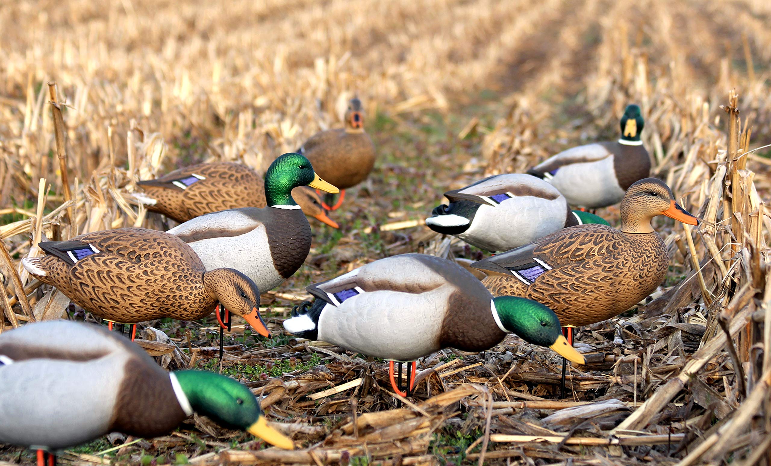Flambeau Outdoors Storm Front 2 full body mallard decoy visibility