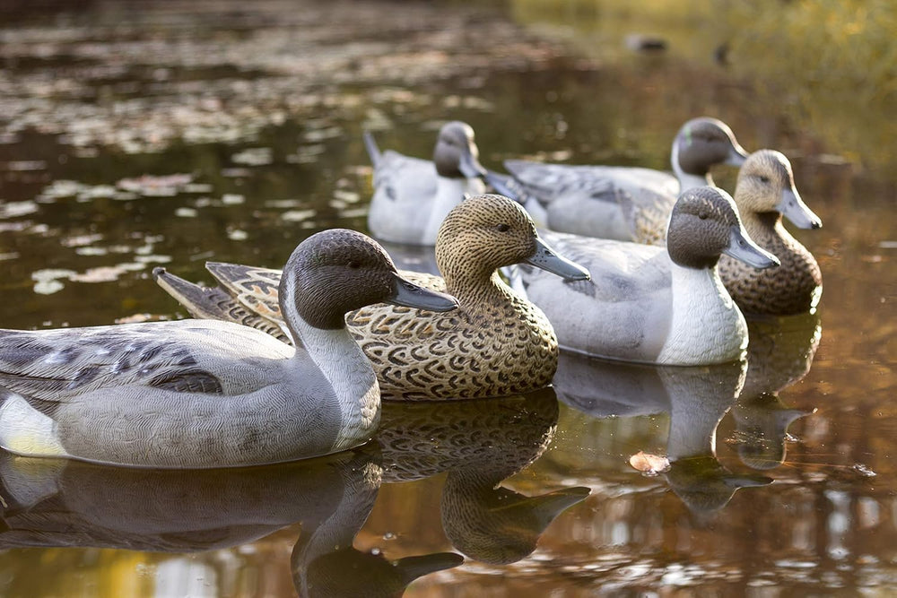 Six-pack Pintail decoys with four drakes and two hens in water setup