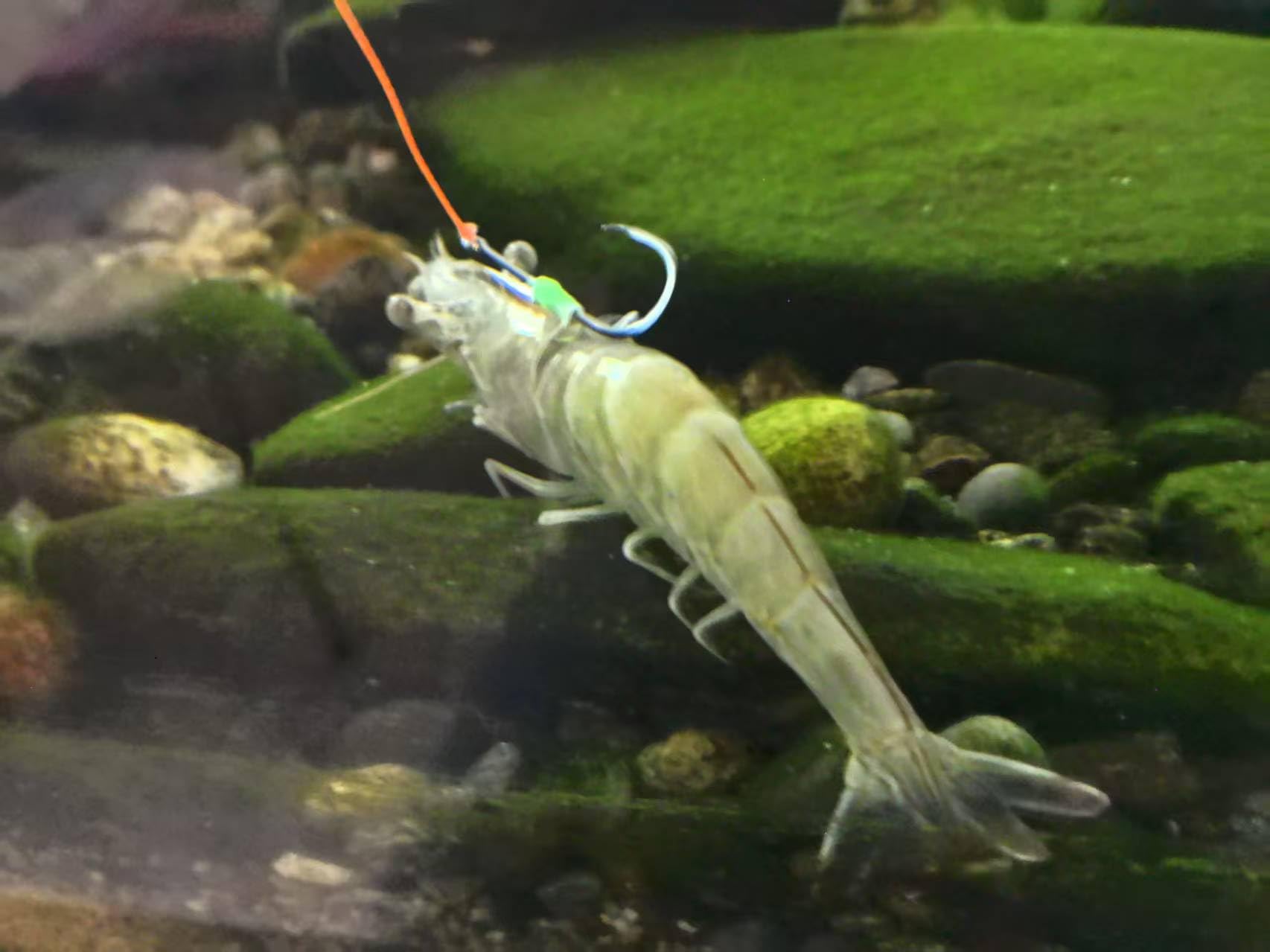 10-pack Fluorescent Live Shrimp Hooks with reusable case