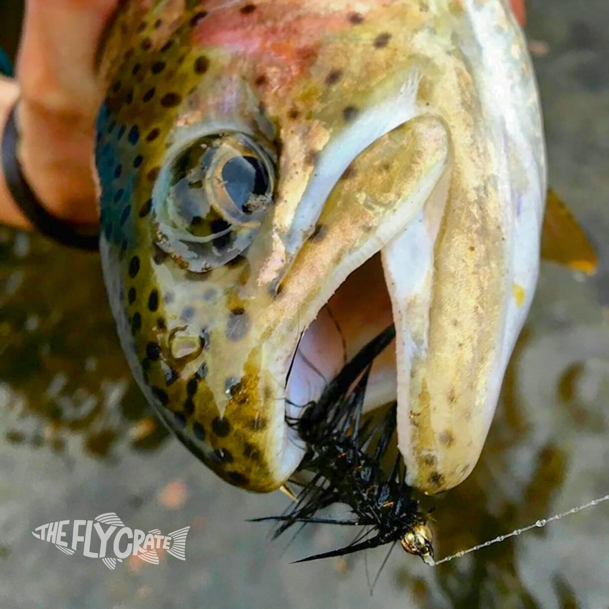 Close-up of Woolly Bugger flies in a fly fishing assortment