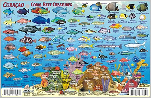 Franko Maps Curacao Reef Creatures Guide shows nearly 100 species for quick identification.