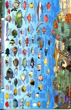 Franko Maps reef creatures ID guide for easy snorkeling identification