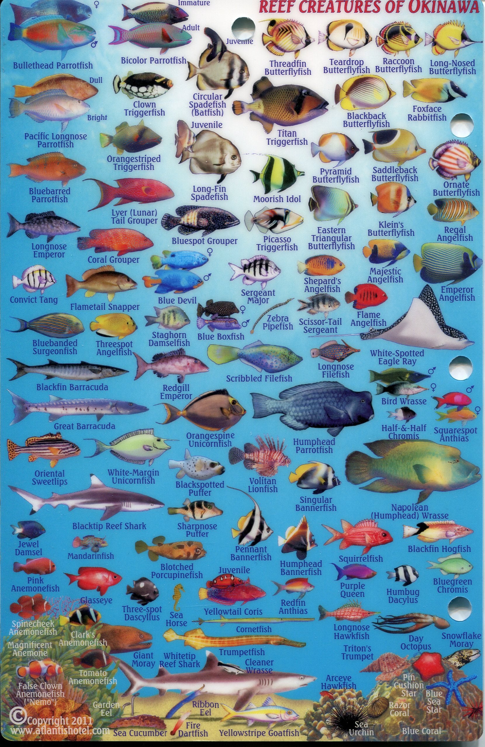 Franko Maps reef creatures identification guide helps identify species during dives.