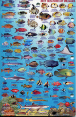 Franko Maps reef creatures identification guide helps identify species during dives.