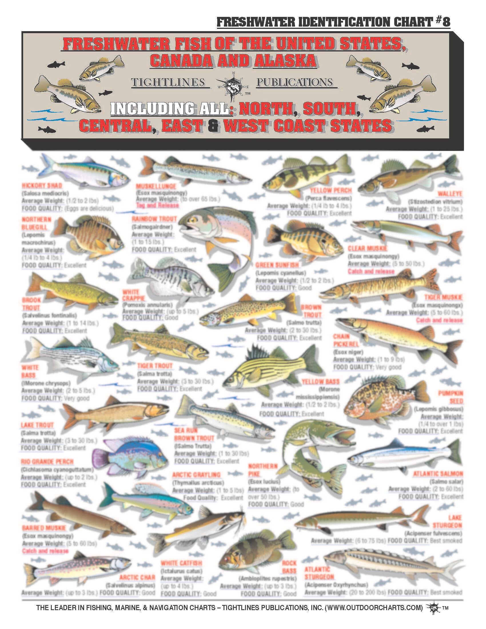Additional freshwater fish illustrations for identification