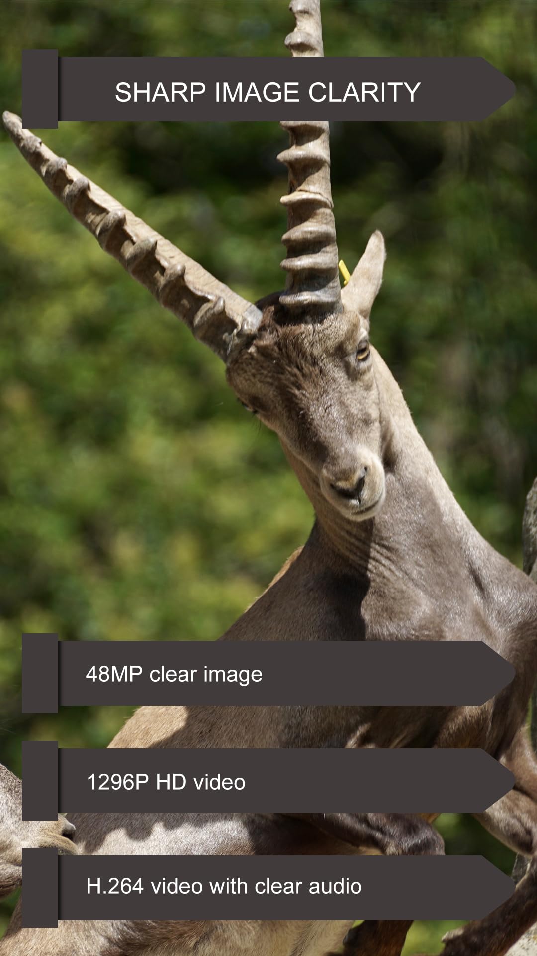 GardePro E6P Max 48MP photo captures crisp wildlife moments