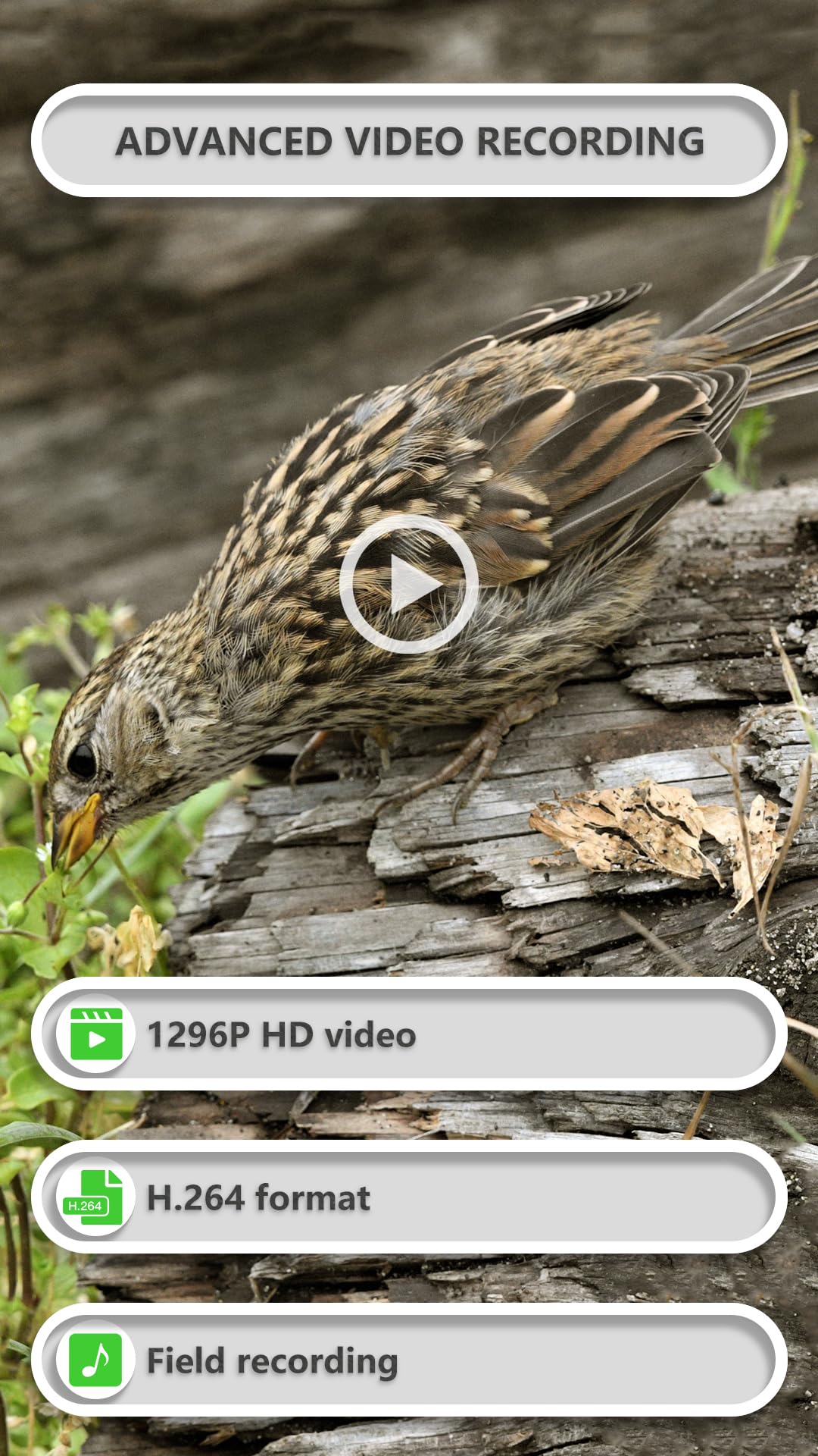 GardePro E8P 1296p video provides crisp motion for wildlife and surveillance.