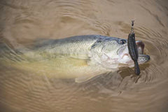 Gary Yamamoto Yamatanuki 3.5 inch Baby Bass lure, ideal for forward-facing sonar and dragging.