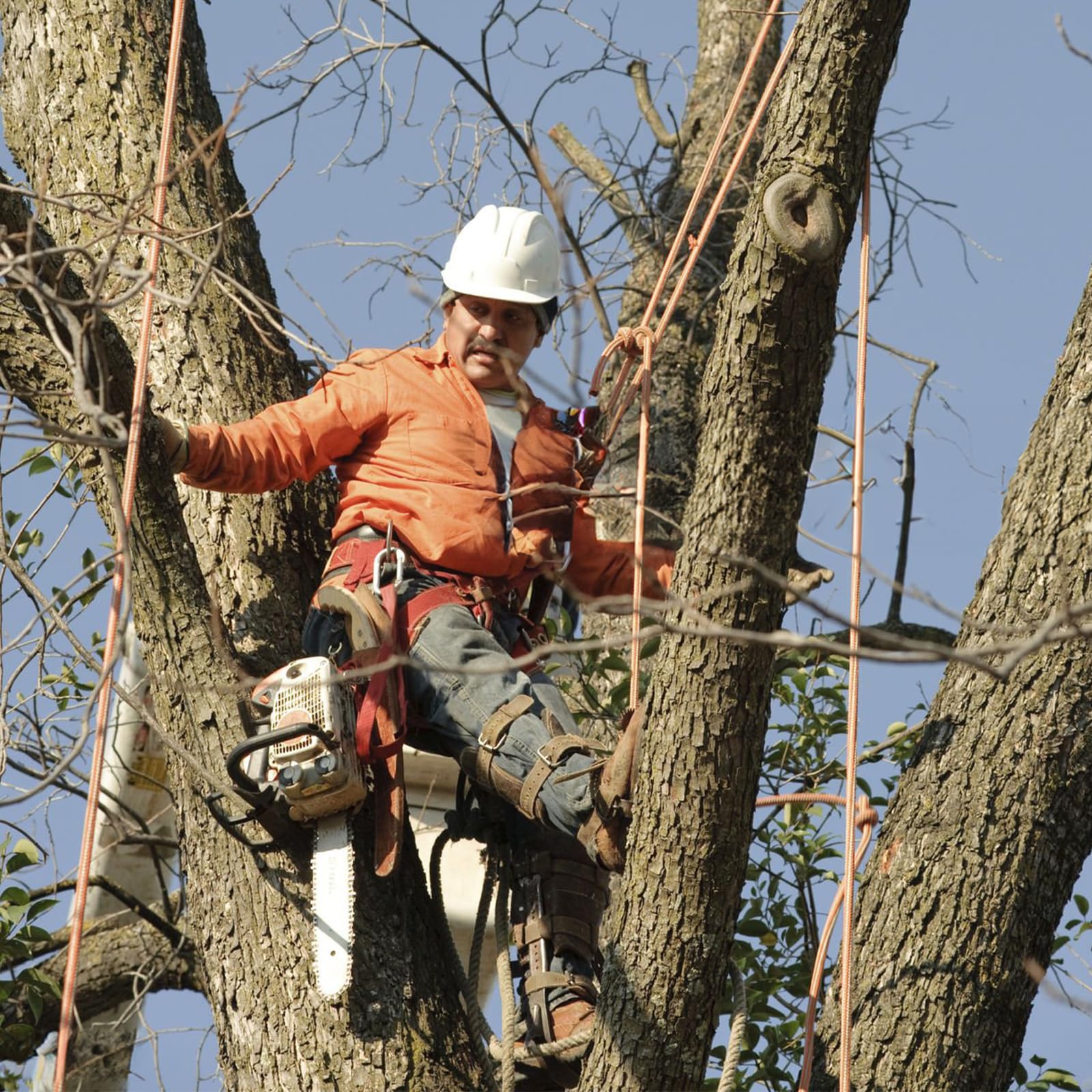 Gdsinstna tree climbing spikes set in-use on a tree branch demonstrates reliability