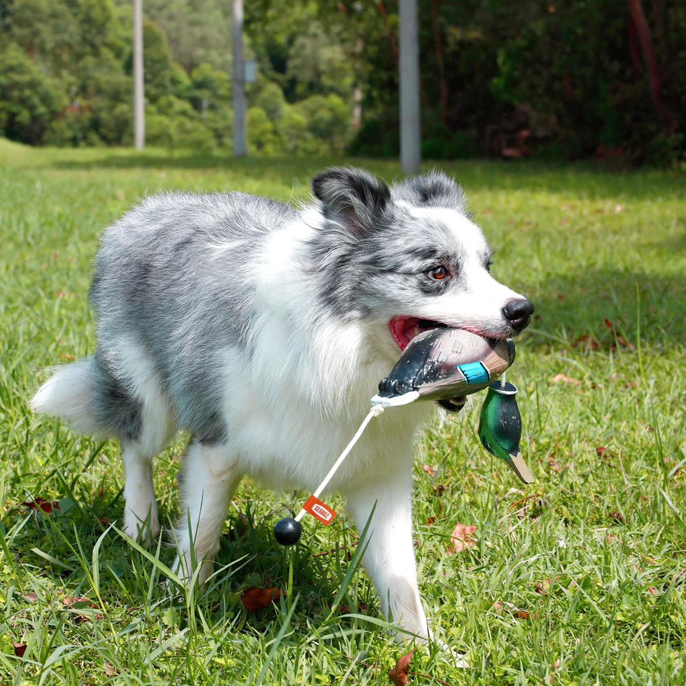 GearOZ Duck Dummy textured body aids realistic gripping during retrieves.