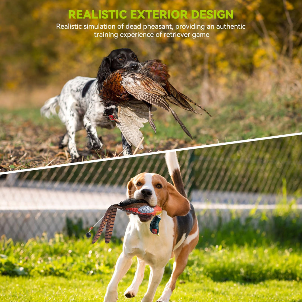 GearOZ pheasant dummy land-training supports dry drills and muscle conditioning.