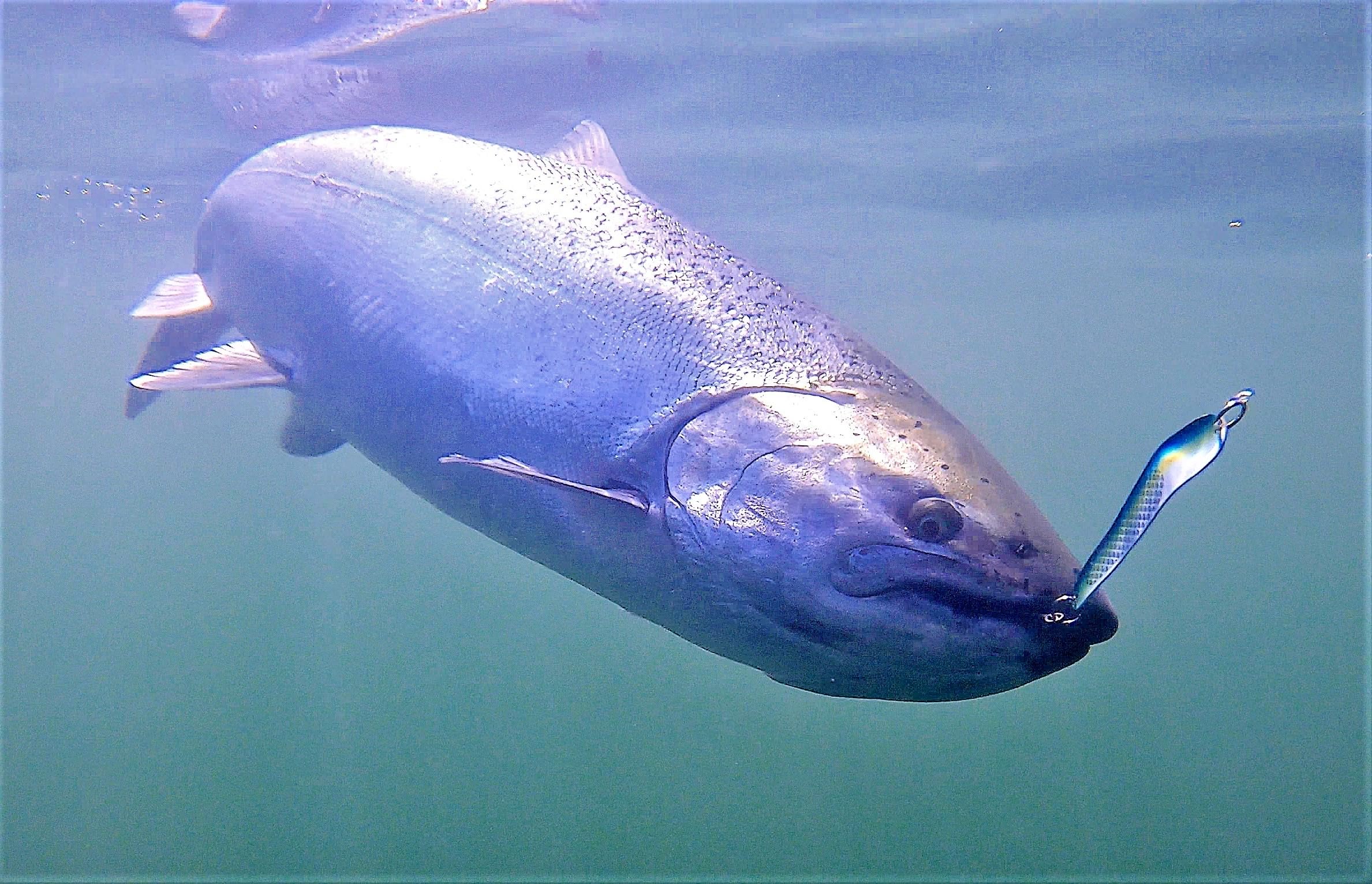 Generic Loony Spoons crippled baitfish action mimics wounded baitfish to attract fish.