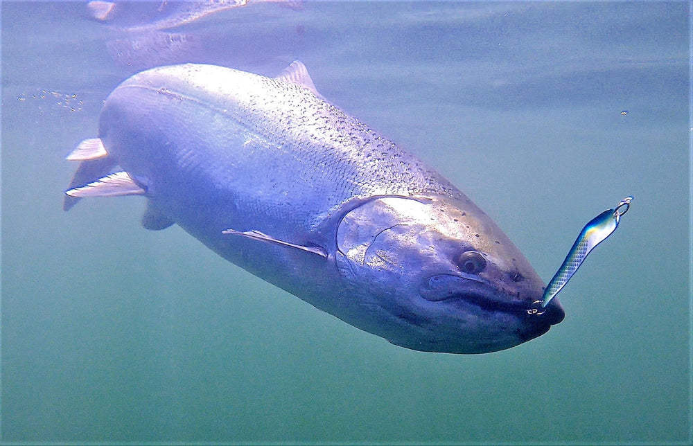 Generic Loony Spoons crippled baitfish action mimics wounded baitfish to attract fish.
