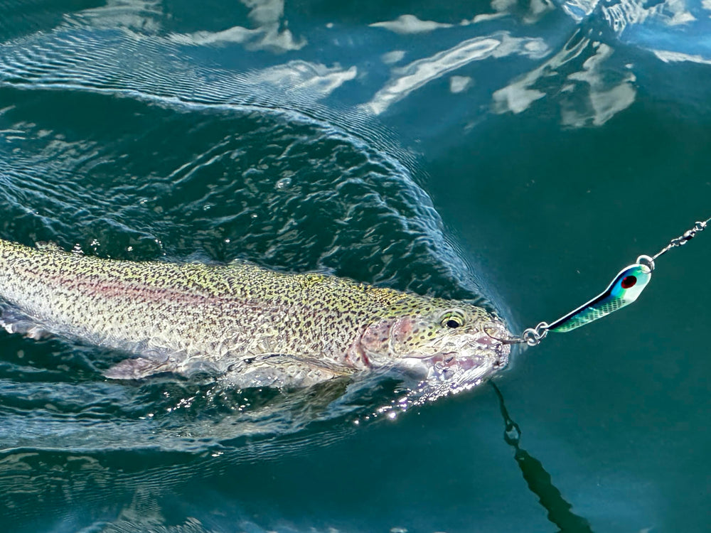 Generic Loony Spoons suitable for saltwater and freshwater trolling setups.