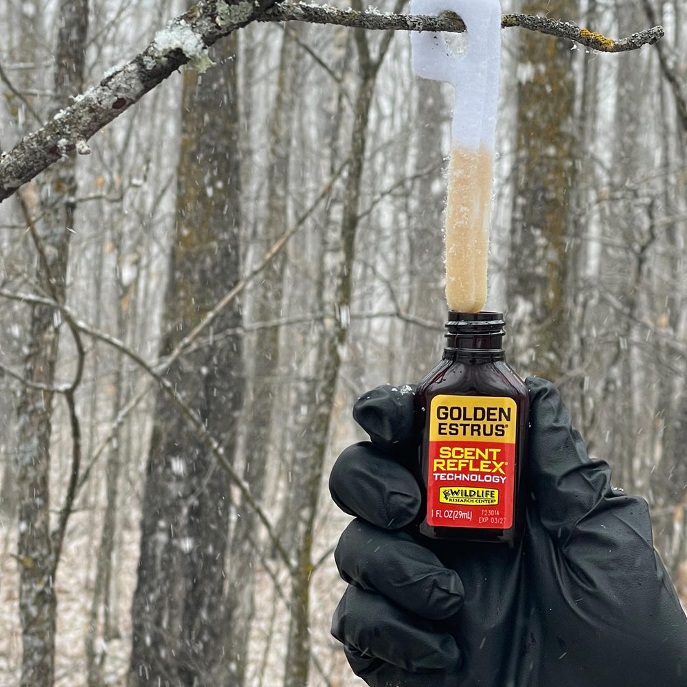 Golden Estrus scent line captures strong, consistent odor in field testing scenarios.