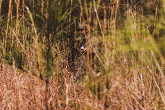 Gravity Deer Call used for long-range doe bleats