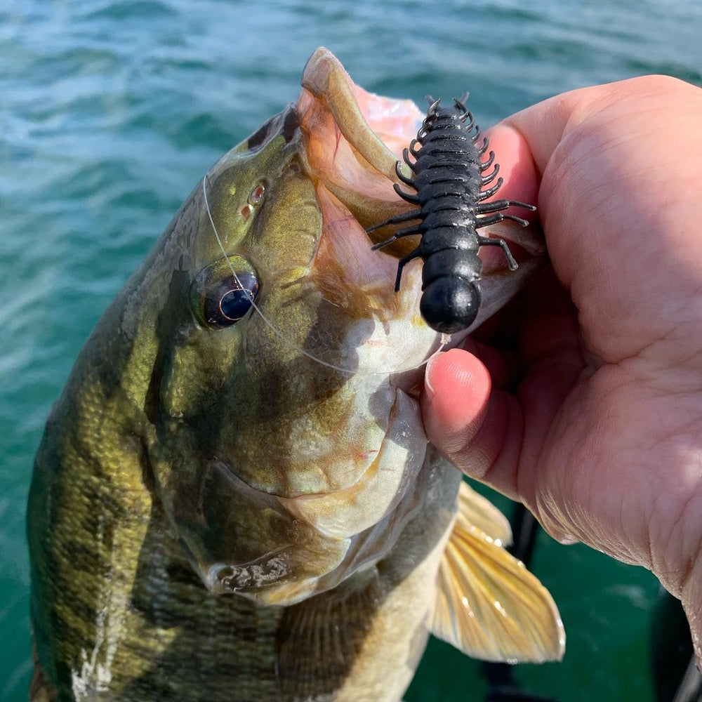 Great Lakes Finesse Juicy Hellgrammite in stained water attracts curious smallmouth.