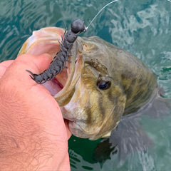 Drop-shot setup with Great Lakes Finesse Juicy Hellgrammite Meltdown 2.4in for horizontal presentation