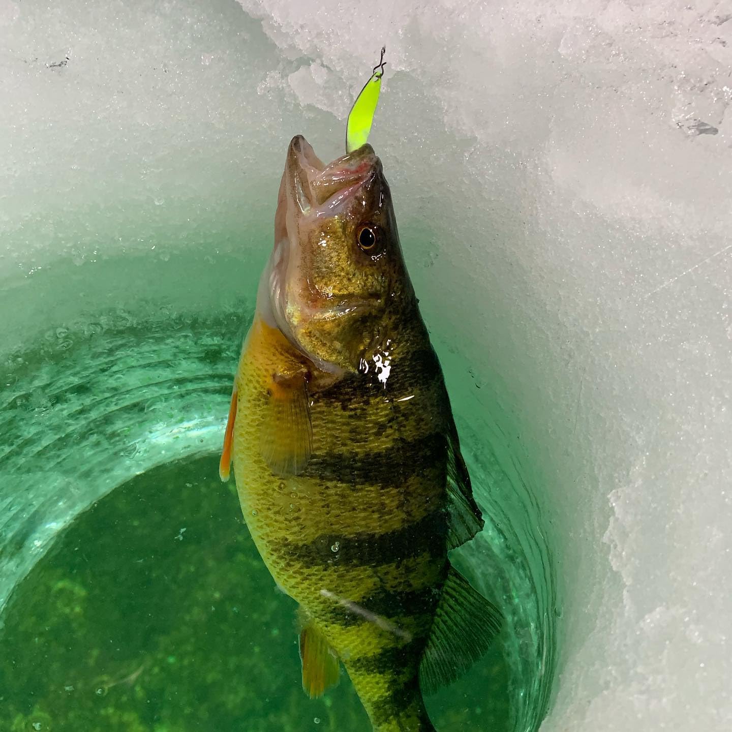 Great Lakes Finesse Taco Spoon 1/16 oz with premium hook for reliable performance.