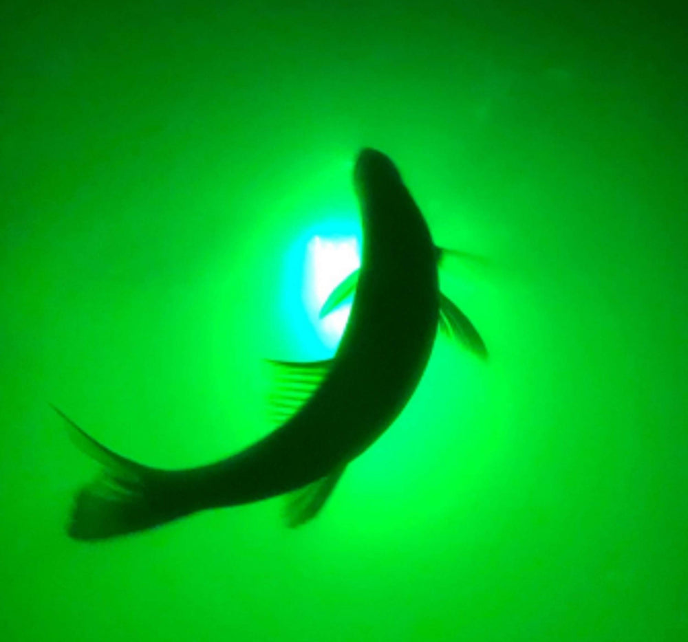 Green Blob Outdoors 50 ft cord powers the light without extra adapters.