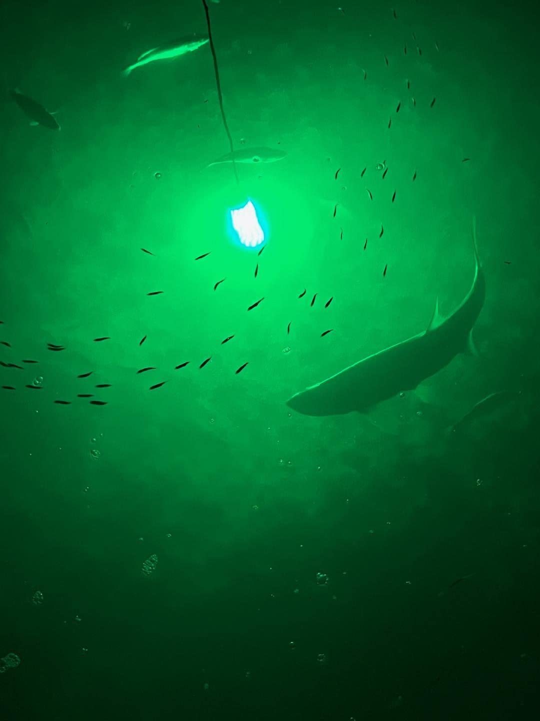 Green Blob Outdoors light suits freshwater and saltwater setups for versatile nights.